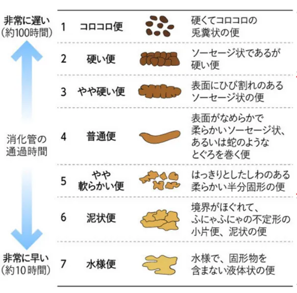 ブリストル便形状スケール詳細